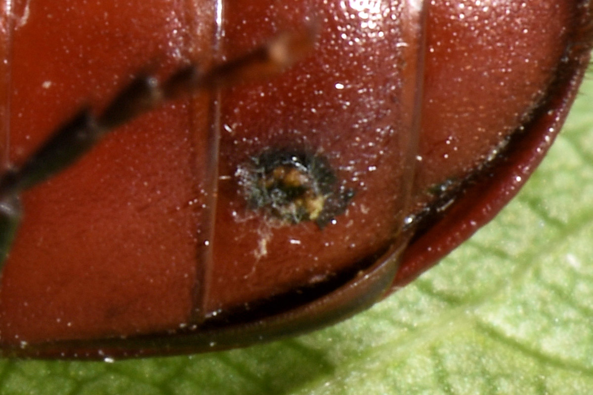 Bostrichidae: Bostrichus capucinus